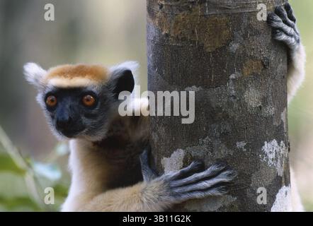 06 JANVIER 2009 - LÉMURIEN SIFAKA COURONNÉ D'OR. Propithecus tattersalli. Forêt près de Daraina. Madagascar. (Crédit image : © Nick Garbutt/Evolve/Photoshot/ZUMAPRESS.com) Banque D'Images