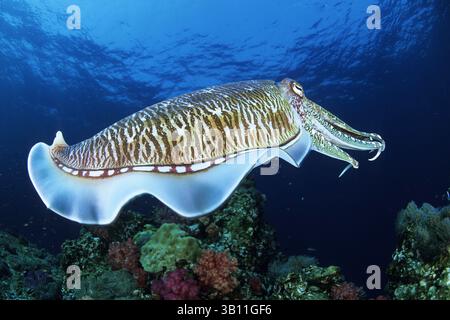 16 janvier 2009 - Thaïlande - Pharaon seiche (Sepia pharaonis) mâles rivalisent pour attirer l'attention d'une femelle. Richelieu Rock. Îles Similan. Thaïlande. Mer d'Andaman. Océan Indien (crédit image : © Franco Banfi/Evolve/Photoshot/ZUMAPRESS.com) Banque D'Images