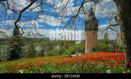 Vue sur un champ pittoresque avec des tulipes colorées. Au premier plan - une partie du tronc de la paye et branches avec les charrues. En arrière-plan - Banque D'Images