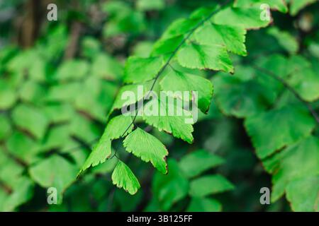 Les feuilles vertes éclatantes mettent en valeur le design complexe de la nature, soulignant son aspect frais et vif. Les feuilles sont un exemple frappant de la beauté de la nature Banque D'Images