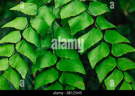 Les feuilles vertes éclatantes mettent en valeur le design complexe de la nature, soulignant son aspect frais et vif. Les feuilles sont un exemple frappant de la beauté de la nature Banque D'Images