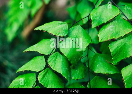 Les feuilles vertes éclatantes mettent en valeur le design complexe de la nature, soulignant son aspect frais et vif. Les feuilles sont un exemple frappant de la beauté de la nature Banque D'Images