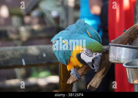Gros plan d'un aras hurlant, d'un perroquet tropical aux plumes bleues et jaunes colorées et d'un grand bec, assis sur une branche d'arbre. Banque D'Images
