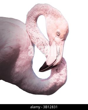 Gros plan d'un flamant rose, mettant en évidence ses courbes élégantes et son plumage rose distinctif. Le long cou gracieux et le bec unique créent un profil époustouflant Banque D'Images