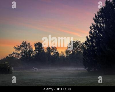 Lever de soleil brumeux sur les pâturages ruraux avec pâturage de chevaux au loin Banque D'Images