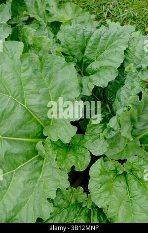 Vue rapprochée des grandes feuilles de rhubarbe Banque D'Images