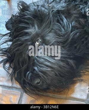 Chien Terrier russe noir reposant sur le sol avec une fourrure noire déchiquetée couvrant les yeux Banque D'Images
