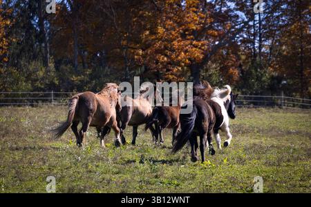 Groupe de chevaux islandais se déplaçant à travers des pâturages herbeux dans la campagne d'automne Banque D'Images