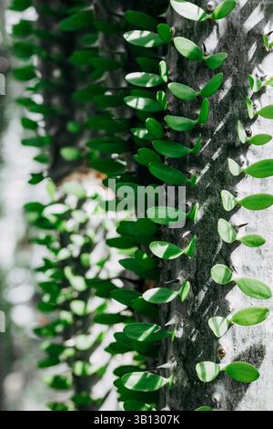 Un gros plan vibrant de l'écorce texturée et des feuilles vertes luxuriantes d'une plante, plante unique avec une écorce grise texturée avec de nombreuses petites feuilles vertes. Banque D'Images
