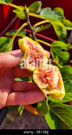 La main féminine tient la figue mûre juteuse appétissante, qui a été cultivée sur le balcon. En arrière-plan - un petit arbre de figues avec des feuilles vertes. Banque D'Images