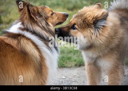 Deux chiens s'engagent dans un échange amical, mettant en valeur leur curiosité et leur comportement ludique dans un parc verdoyant. Le soleil brille brillamment, créant un live Banque D'Images