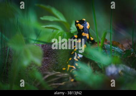 Rare amphibien tacheté Salamandra salamandra aka salamandre de feu rampant sur la pierre cachée dans le feuillage au printemps. Nature de la Tchéquie. Banque D'Images