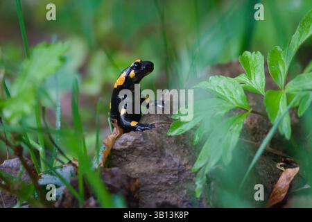 Rare amphibien tacheté Salamandra salamandra aka salamandre de feu rampant sur la pierre cachée dans le feuillage au printemps. Nature de la Tchéquie. Banque D'Images