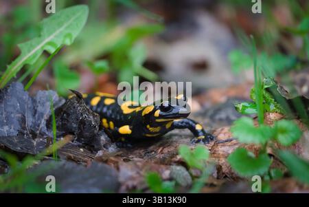 Rare amphibien tacheté Salamandra salamandra aka salamandre de feu rampant sur la pierre cachée dans le feuillage au printemps. Nature de la Tchéquie. Banque D'Images