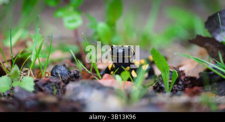 Rare amphibien tacheté Salamandra salamandra aka salamandre de feu rampant sur la pierre cachée dans le feuillage au printemps. Nature de la Tchéquie. Banque D'Images