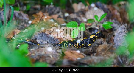 Rare amphibien tacheté Salamandra salamandra aka salamandre de feu rampant sur la pierre cachée dans le feuillage au printemps. Nature de la Tchéquie. Banque D'Images