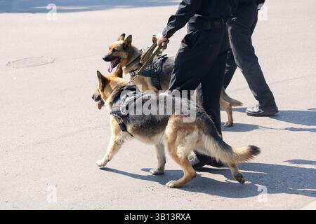 Police bergers allemands sur le service et les officiers. Chiens Banque D'Images