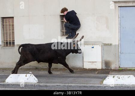 Arles, France. 19 avril 2025. Équitation des taureaux ('encierro') pendant les fêtes de Pâques à Arles (France). Au cours de l'encierro, les jeunes hommes courent devant des taureaux laissés en liberté dans la rue. Banque D'Images