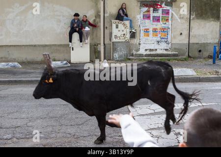 Arles, France. 19 avril 2025. Équitation des taureaux ('encierro') pendant les fêtes de Pâques à Arles (France). Au cours de l'encierro, les jeunes hommes courent devant des taureaux laissés en liberté dans la rue. Banque D'Images