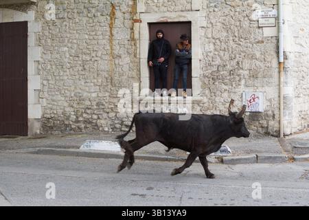 Arles, France. 19 avril 2025. Équitation des taureaux ('encierro') pendant les fêtes de Pâques à Arles (France). Au cours de l'encierro, les jeunes hommes courent devant des taureaux laissés en liberté dans la rue. Banque D'Images