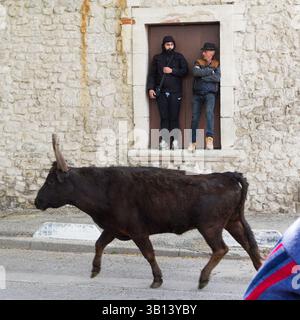 Arles, France. 19 avril 2025. Équitation des taureaux ('encierro') pendant les fêtes de Pâques à Arles (France). Au cours de l'encierro, les jeunes hommes courent devant des taureaux laissés en liberté dans la rue. Banque D'Images