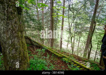 Bad Illstern, italie., lieu perdu. Paysage forestier avec une structure en bois couverte de mousse sur une pente. Un grand tronc d'arbre est au premier plan, et un PER Banque D'Images