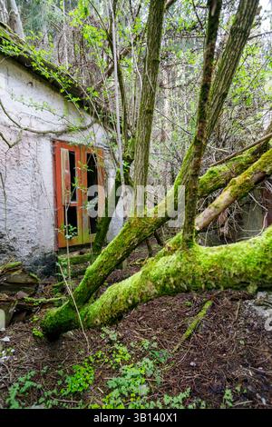 Bad Illstern, italie., lieu perdu. Bâtiment envahi par la végétation dans les bois avec porte rouge cassée. Les arbres couverts de mousse sont au premier plan, et végétal envahi Banque D'Images