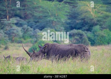 Rhinocéros noirs (Diceros bicornis) du parc national de Nairobi, Kenya Banque D'Images
