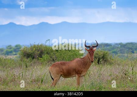 Hartebeest (Alcelaphus buselaphus) debout dans les plaines ouvertes de ol Pejeta Conservancy, Laikipia, Kenya, Afrique de l'est. Banque D'Images