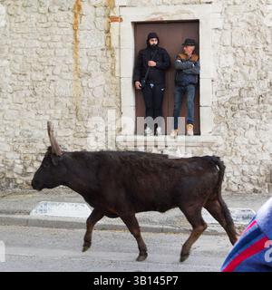 Arles, France. 19 avril 2025. Équitation des taureaux ('encierro') pendant les fêtes de Pâques à Arles (France). Au cours de l'encierro, les jeunes hommes courent devant un taureau laissé libre dans la rue. Banque D'Images