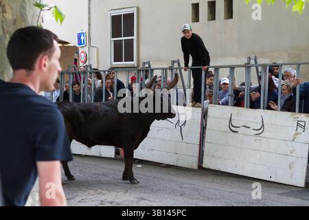 Arles, France. 19 avril 2025. Équitation des taureaux ('encierro') pendant les fêtes de Pâques à Arles (France). Au cours de l'encierro, les jeunes hommes courent devant un taureau laissé libre dans la rue. Banque D'Images
