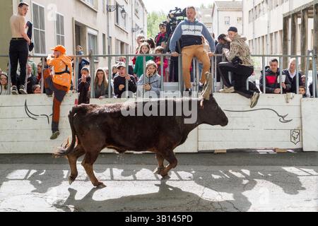 Arles, France. 19 avril 2025. Équitation des taureaux ('encierro') pendant les fêtes de Pâques à Arles (France). Au cours de l'encierro, les jeunes hommes courent devant un taureau laissé libre dans la rue. Banque D'Images