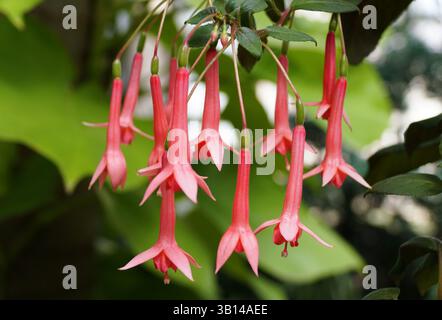 Vue rapprochée des fleurs roses fantaisistes de Fuchsia, affichant une riche teinte corail sur fond de verdure luxuriante. Banque D'Images