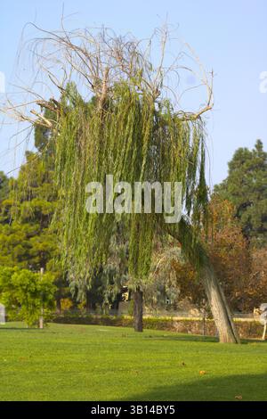 grand saule pleureur dans le parc Banque D'Images