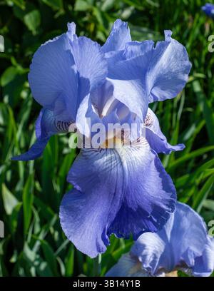 Gros plan de Iris germanica « Jane Phillips », un grand iris barbu aux pétales bleu lavande, fleurissant dans un jardin de North Andover dans le Massachusetts, aux États-Unis. Banque D'Images