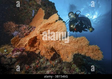 Photo sous-marine d'un plongeur en plongée sous-marine regardant de grands coraux en éventail (Anella mollis) corail gorgonian de corail poussant sur un mur escarpé chute dans de coloré Banque D'Images