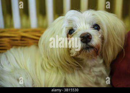 Un chien blanc au pelage épais est détendu dans un panier entouré de coussins rouges, maltais Banque D'Images