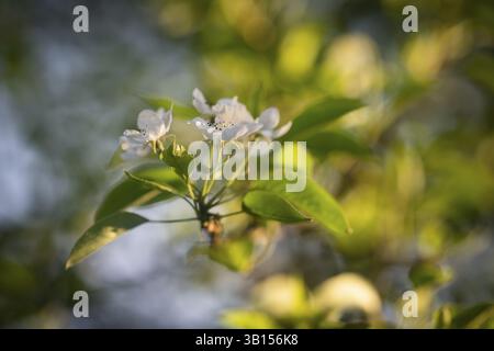 Branche de pommier en fleurs (Malus domestica) Banque D'Images