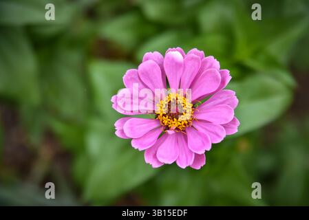 fleur de zinnia rose gros plan Banque D'Images
