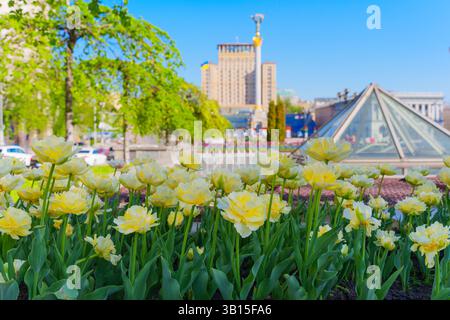 Vue grand angle des tulipes jaunes en fleurs sur la place de l'indépendance, Kiev, avec une architecture moderne et un ciel bleu clair créant une atmosphère printanière vibrante Banque D'Images