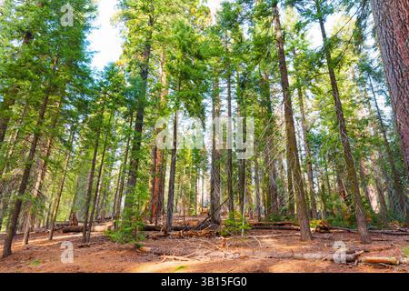 Vue grand angle sur les majestueux séquoias du parc national de Sequoia, Californie, avec feuillage verdoyant et sol forestier, sous la lumière du jour Banque D'Images