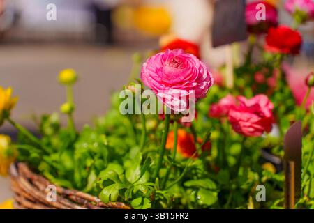 Gros plan de fleurs de ranoncule brillantes disposées dans un panier sur un marché en plein air, capturées dans une lumière naturelle douce par une journée ensoleillée. Banque D'Images