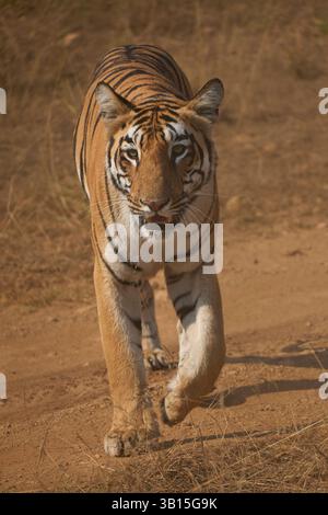 Tigress F2 rôdant vers la caméra umred forêt, Inde . Banque D'Images