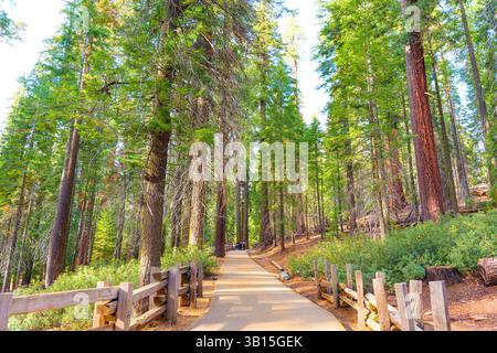 Parc national de Sequoia, Californie - 30 novembre 2024 : sentier pittoresque bordé d'imposants séquoias dans le parc national de Sequoia, Californie, showcasi Banque D'Images