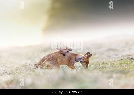 Jolie paire de deux renards rouges jouant sur le terrain. Horizontalement. Banque D'Images
