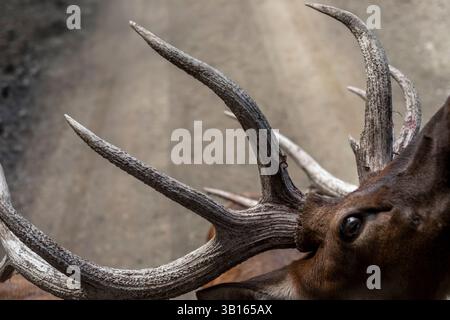 Vue graphique des bois d'un cerf au zoo animalier Banque D'Images
