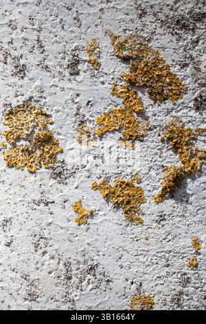 Une vieille surface de béton envahie de lichen. Texture du béton. Arrière-plan abstrait. Banque D'Images