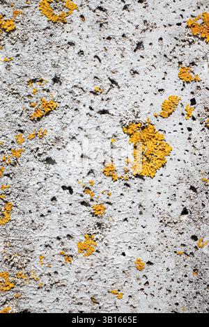 Une vieille surface de béton envahie de lichen. Texture du béton. Arrière-plan abstrait. Banque D'Images