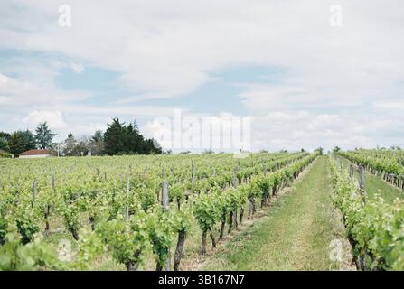 Rangées de raisins dans un vignoble par une journée ensoleillée dans le sud de la France Banque D'Images