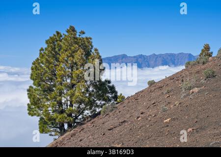 Nebelwolken, Kanarenkiefern auf dem Bergrücken Cumbre Vieja, Vulkankrater Caldera de Taburiente (im Hintergrund), la Palma, Espagne Banque D'Images
